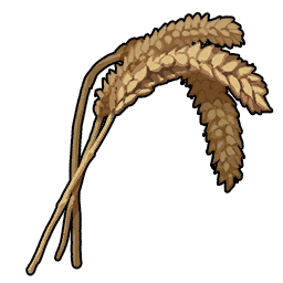 Wheat